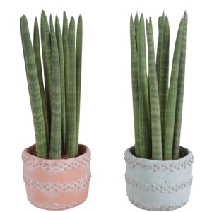 Sansevieria Cylindrica Straight 11 Leaf in Ø10cm Ceramic