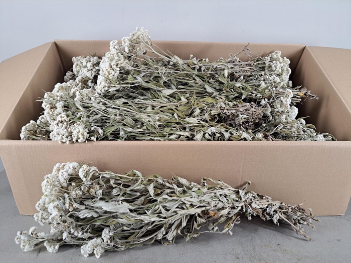 DF Edelweiss Bs 60g