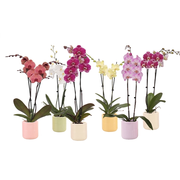 <h4>Morgan Cozy Mix Phal Mix 2T14+</h4>