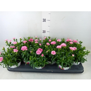 Dianthus  'Oscar Pink And Purple'