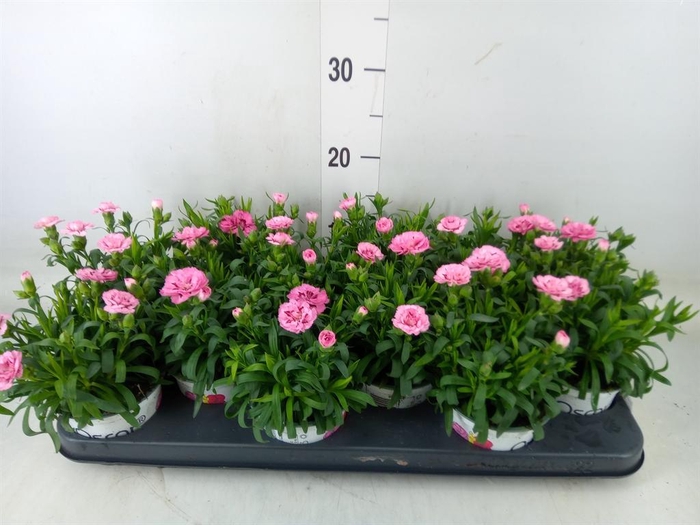 <h4>Dianthus  'Oscar Pink And Purple'</h4>