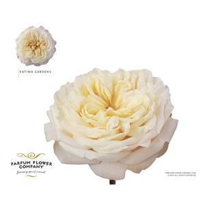 Rosa Garden Fatima Gardens