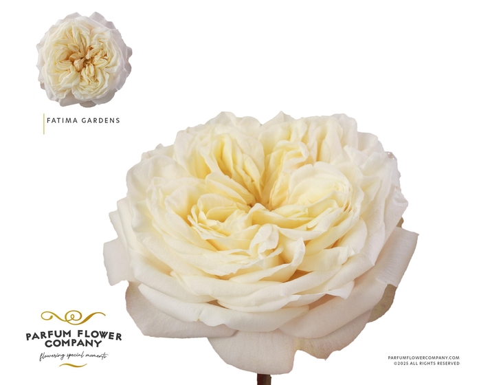 <h4>Rosa Garden Fatima Gardens</h4>
