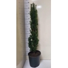 Taxus Ba Fast Robust