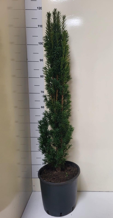 Taxus Ba Fast Robust