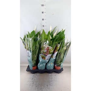 Spathiphyllum  'Sweet Chico'