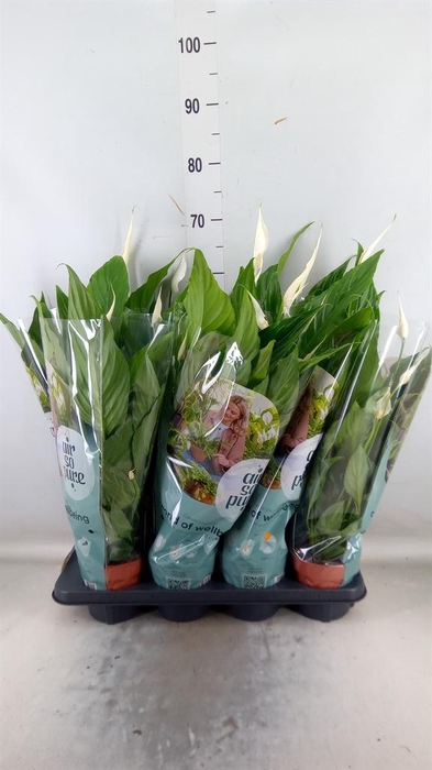 <h4>Spathiphyllum 'Sweet Chico'</h4>