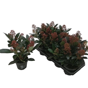 Skimmia japonica 'Rubella' 5+BLOEMEN