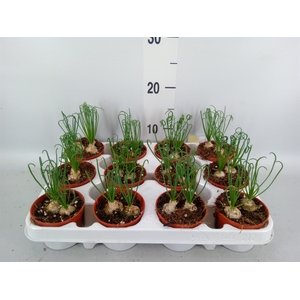 Albuca spiralis 'Frizzle Sizzle'