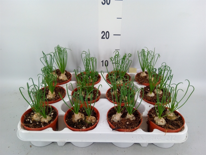 <h4>Albuca spiralis 'Frizzle Sizzle'</h4>