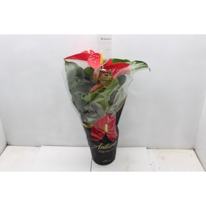ANTHURIUM MICHIGAN P17 PREMIUM
