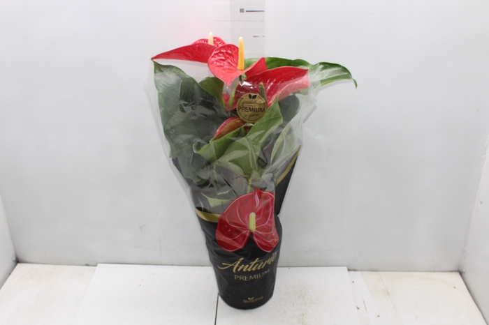 <h4>ANTHURIUM MICHIGAN P17 PREMIUM</h4>