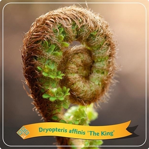 Dryopteris affinis 'The King' C5