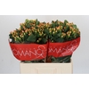 Hypericum Mellow Romance