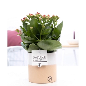 Kalanchoe red in P&PURE Rosy ceramics