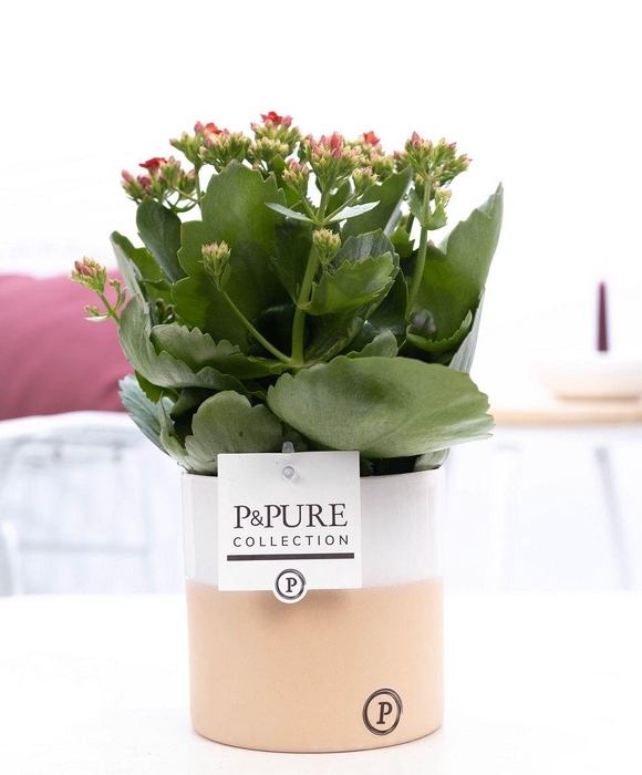 <h4>Kalanchoe red in P&PURE Rosy ceramics</h4>