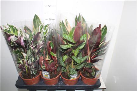 <h4>Calat Gem 3 Srt</h4>