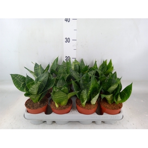 Sansevieria trifa. 'Hahnii'