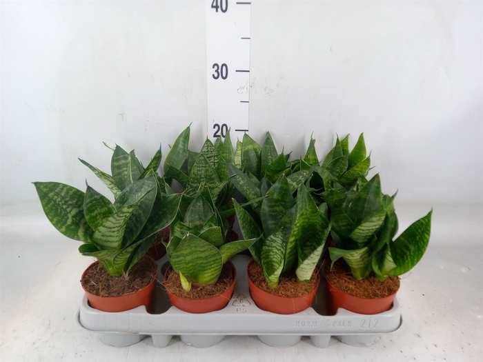 <h4>Sansevieria trifa. 'Hahnii'</h4>