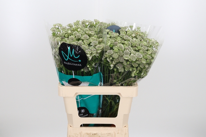 <h4>Astrantia Wit Billion Stars</h4>