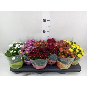 Chrysanthemum  'Swifty'  ...mix