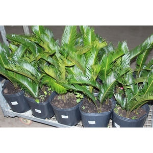 CYCAS REVOLUTA VASO 8.0 L