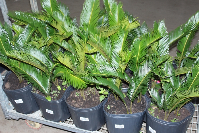 <h4>CYCAS REVOLUTA VASO 8.0 L</h4>