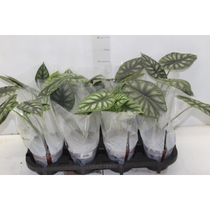 ALOCASIA DRAGON SCALE P12