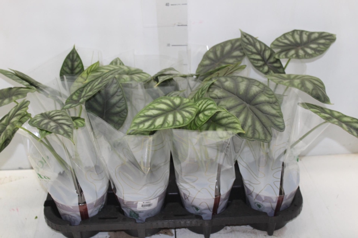 ALOCASIA DRAGON SCALE P12