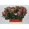 Banksia Coccinea
