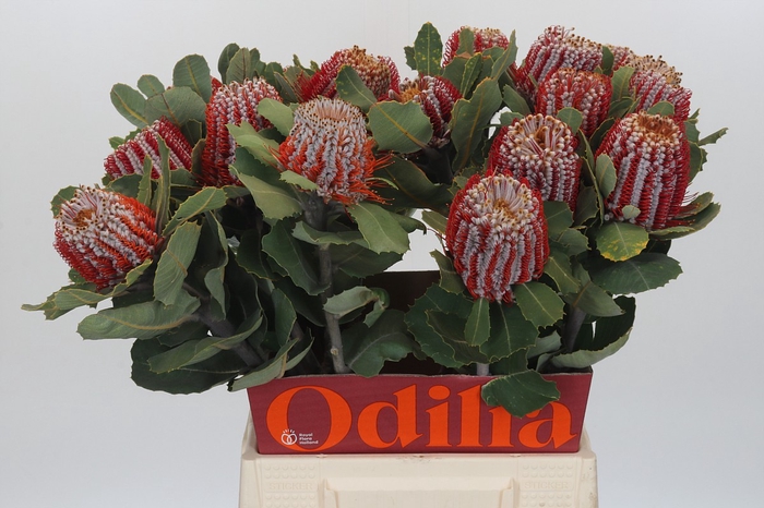 Banksia Coccinea