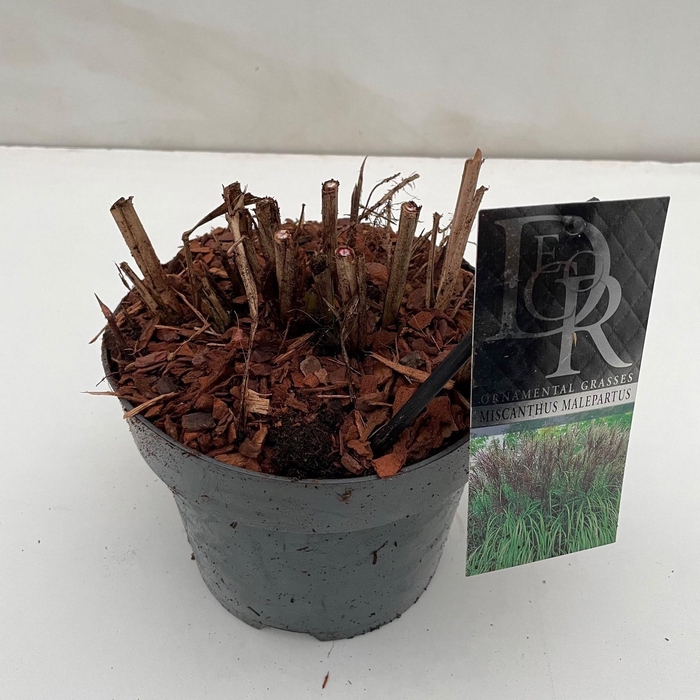 <h4>Graminées Miscanthus 'Malepartus'</h4>