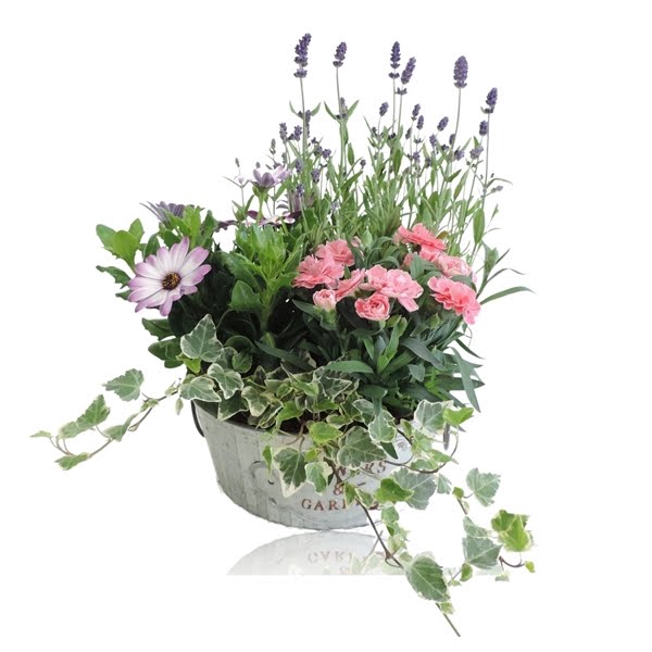 <h4>Collectie Dex Arrangement in Zinken Schaal 21 cm</h4>