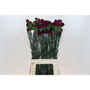 Dianthus St Purple Damascus