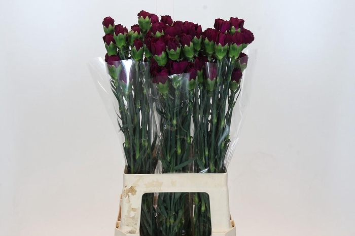 <h4>Dianthus St Purple Damascus</h4>