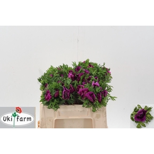 Anem Levante Fuchsia