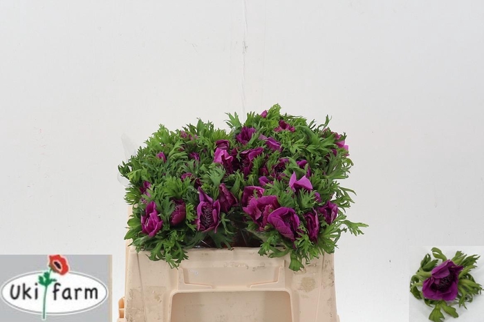 <h4>Anem Levante Fuchsia</h4>