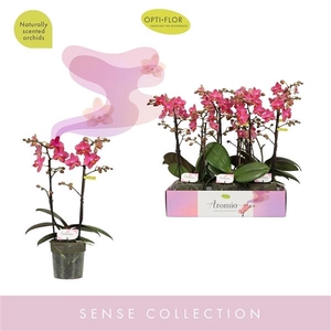 Aromio Floral 2 spike