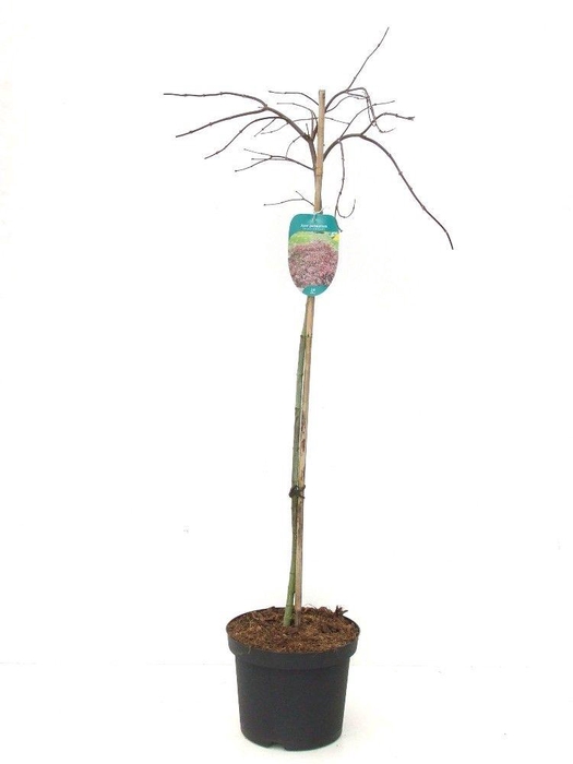 <h4>Acer palmatum 'Inaba-shidare' Stam P26 Full CC</h4>