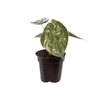 ALOCASIA WENTII P12