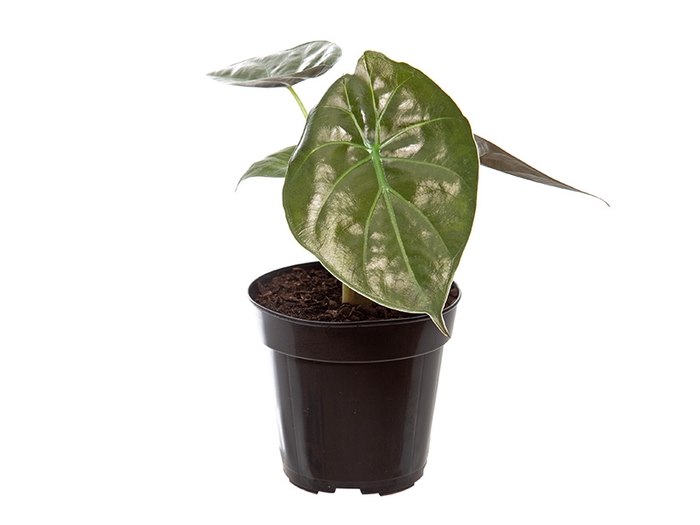ALOCASIA WENTII P12