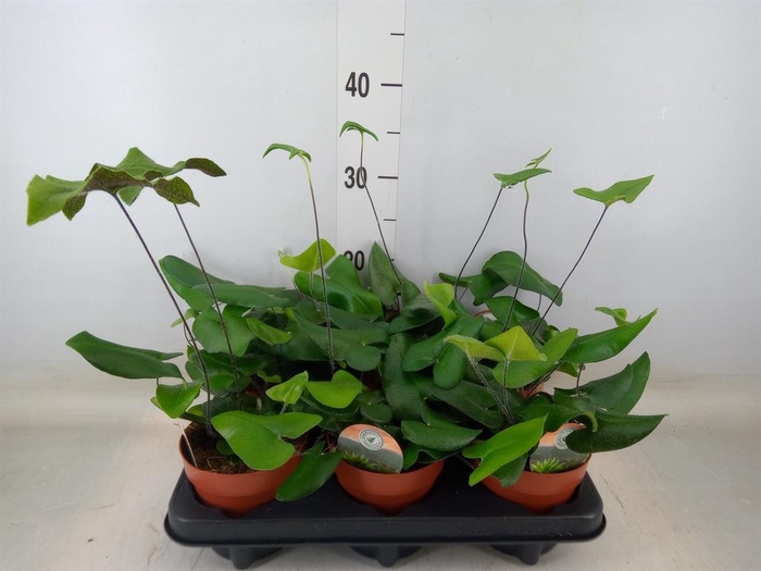 <h4>Hemionitis arifolia</h4>