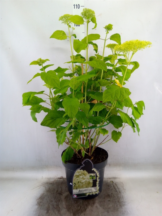 <h4>Hydrangea arbor. 'Annabelle'</h4>