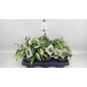 Epipremnum pinn. 'Marble Variegata'