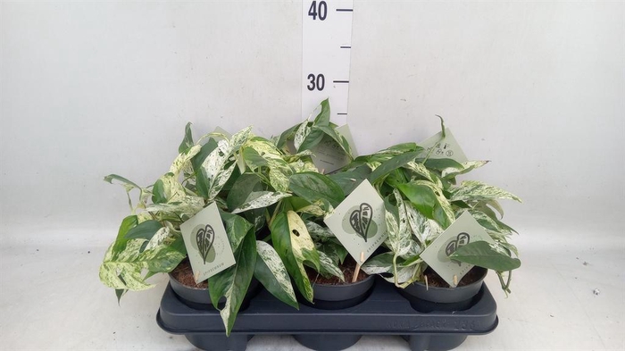 <h4>Epipremnum pinn. 'Marble Variegata'</h4>