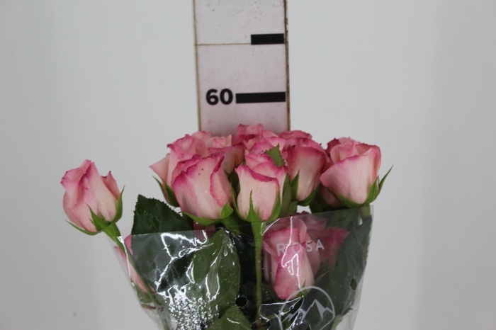 ROSA VANIA 060 CM ESTUFA