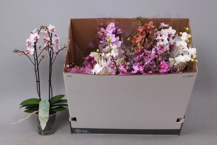 <h4>PHAL MF GEM 8 KL</h4>