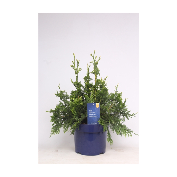 <h4>Thuja plicata 'Can-Can'</h4>