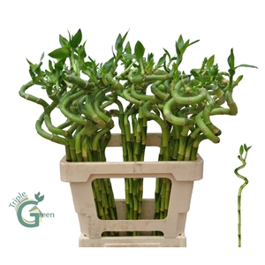 DRAC LUCKY BAMBOO