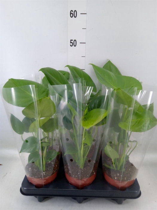 <h4>Monstera   ...</h4>